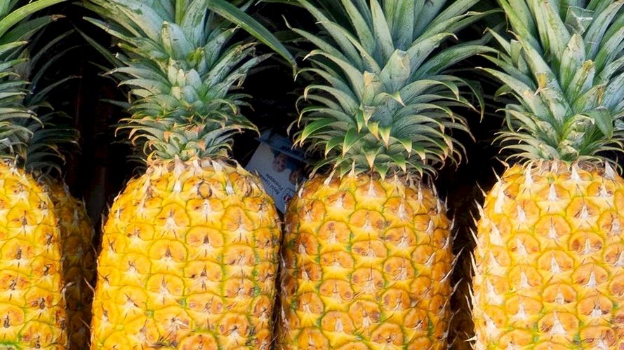 The image shows a row of seven pineapples with vibrant yellow and green hues, standing upright in a neat arrangement.