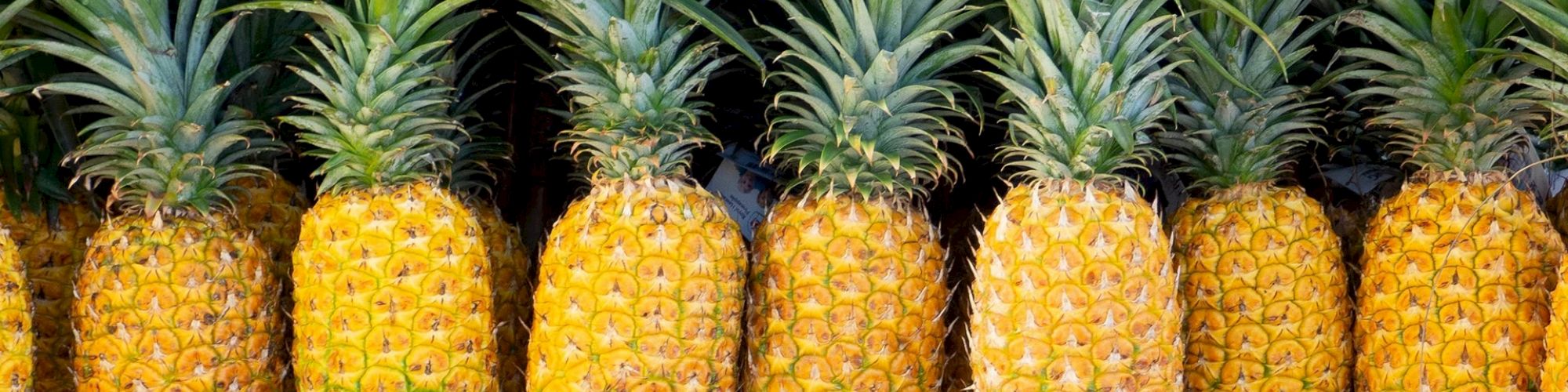 The image shows a row of seven pineapples with vibrant yellow and green hues, standing upright in a neat arrangement.