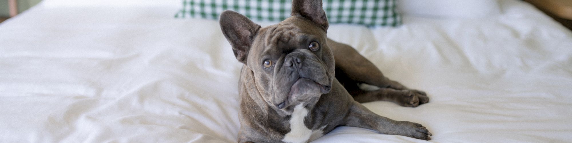 A French Bulldog is lying on a neatly made bed with white sheets and patterned pillows in the background.