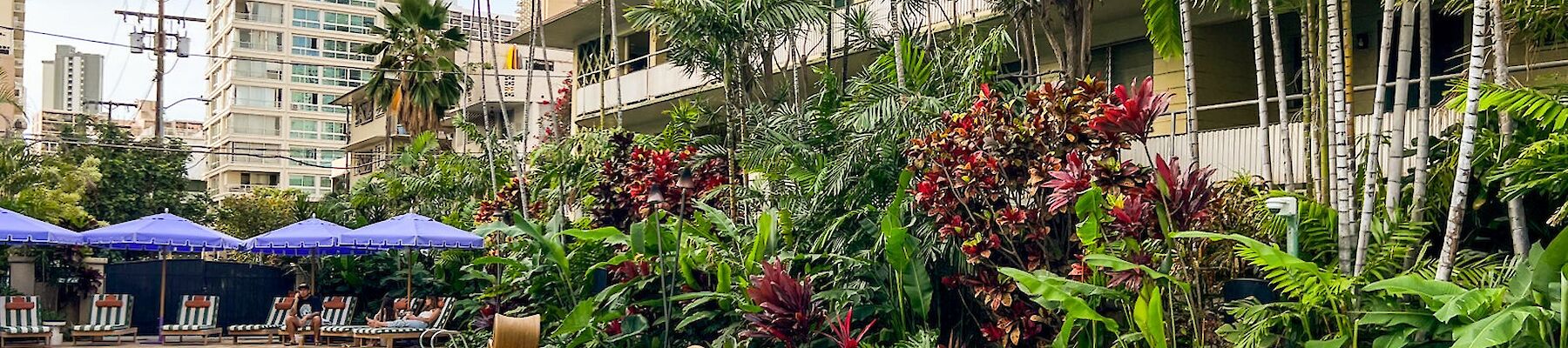 A tropical poolside scene with modern chairs, palm trees, lush plants, and tall buildings in the background ends the sentence.