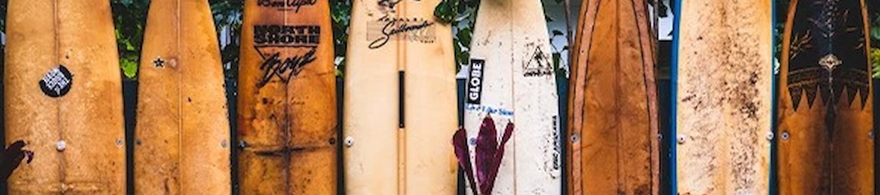 Several surfboards are lined up vertically against a leafy backdrop, with various plants at their base.