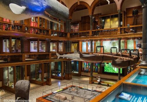 This image shows an interior of a museum with suspended whale and shark models, boats, and various exhibits and display cases across two levels.