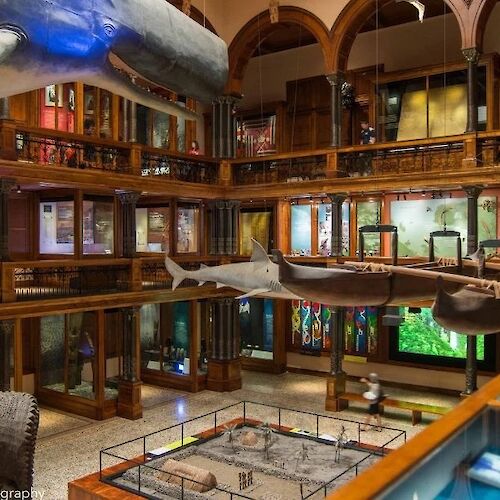 This image shows an interior of a museum with suspended whale and shark models, boats, and various exhibits and display cases across two levels.