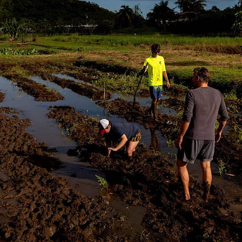 Volunteers work in a muddy ditch on a farm beside a small pond, with trees and hills in the background.