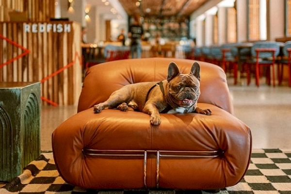 A French Bulldog lounges on a large brown leather chair in a stylish indoor setting with checkered flooring and a sign reading 