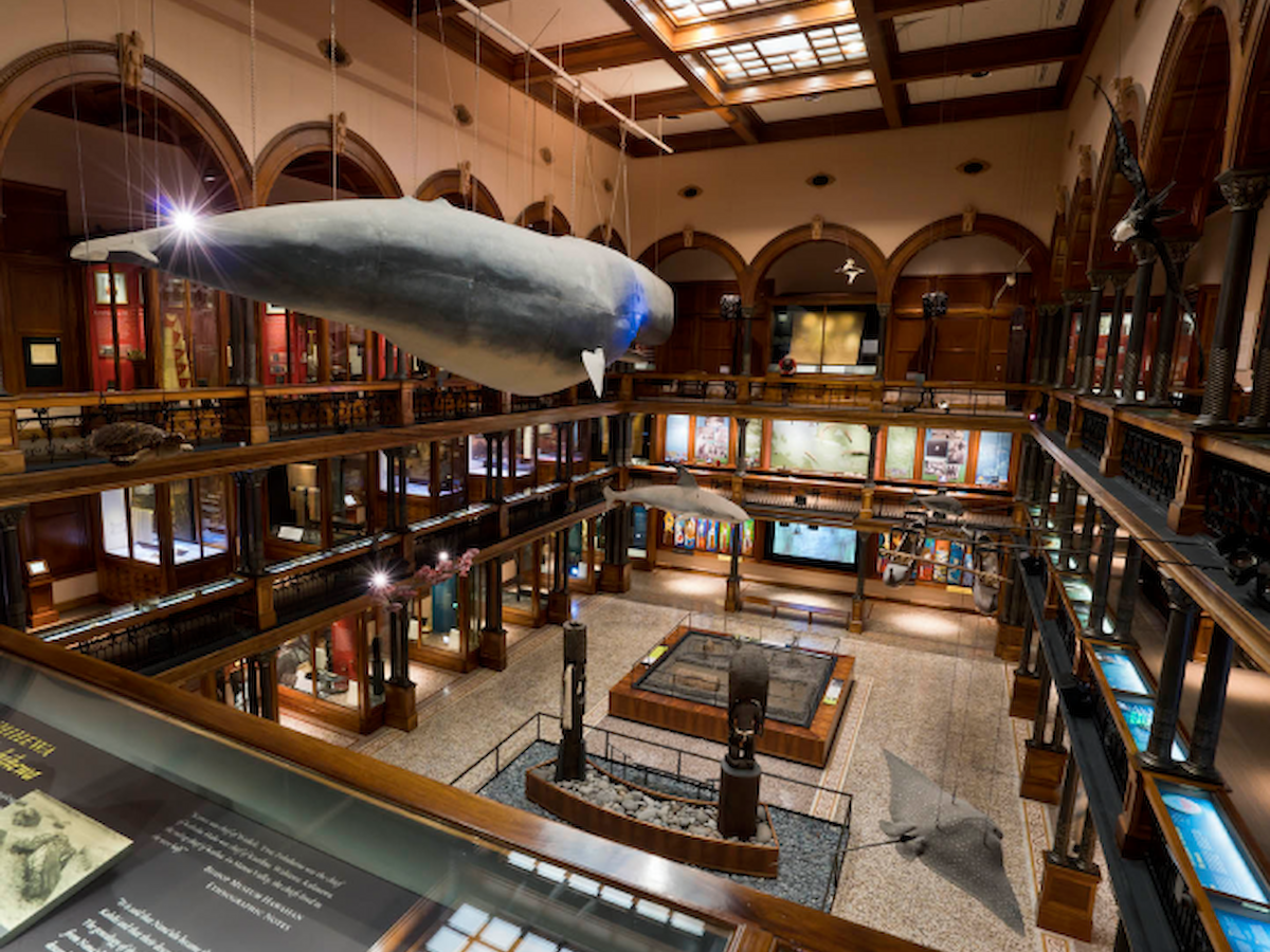 This image shows the interior of a museum with various exhibits, including a large whale model suspended from the ceiling, and well-lit display cases.