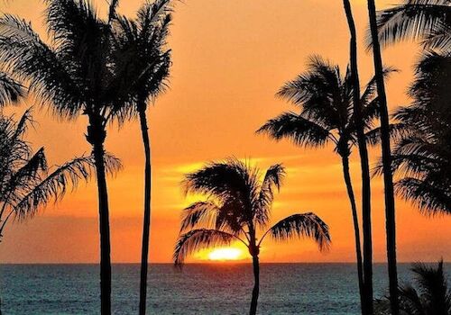 The image shows a stunning sunset with the sun setting over the ocean, framed by silhouetted palm trees against an orange and yellow sky.