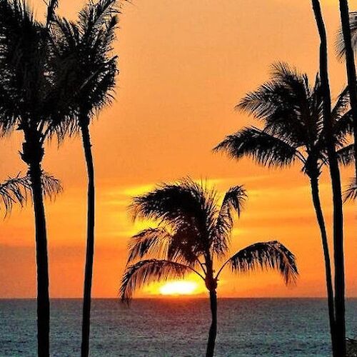 The image shows a stunning sunset with the sun setting over the ocean, framed by silhouetted palm trees against an orange and yellow sky.