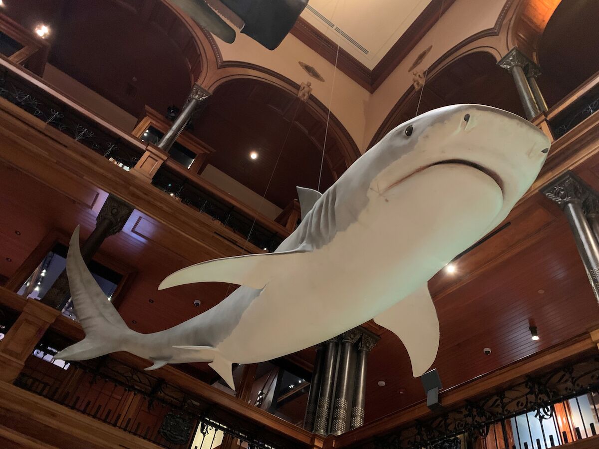 A large model or preserved shark is hanging from the ceiling in a building with wooden and metal architectural features and multiple levels.