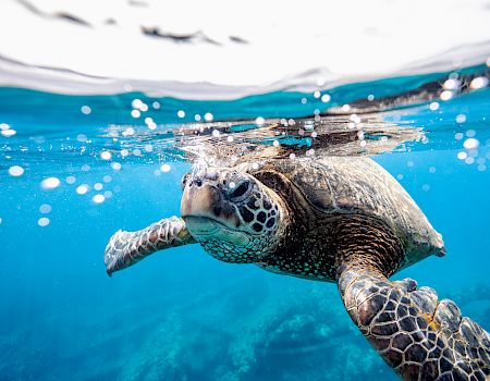 A sea turtle is swimming underwater with its head near the surface, surrounded by clear blue water and bubbles, capturing a close-up view.