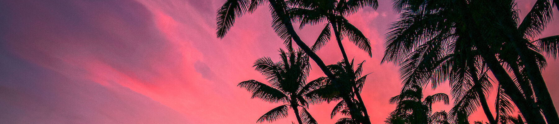 Tropical Beach at sunset with palm trees and a pink and purple lit sky