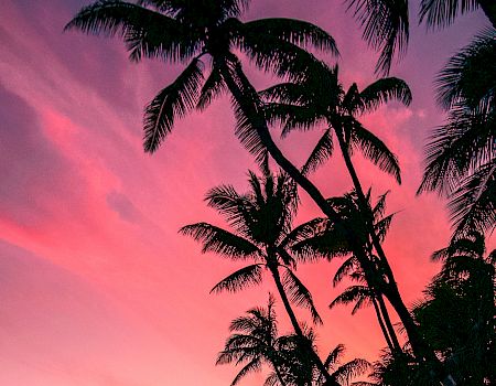 Tropical Beach at sunset with palm trees and a pink and purple lit sky