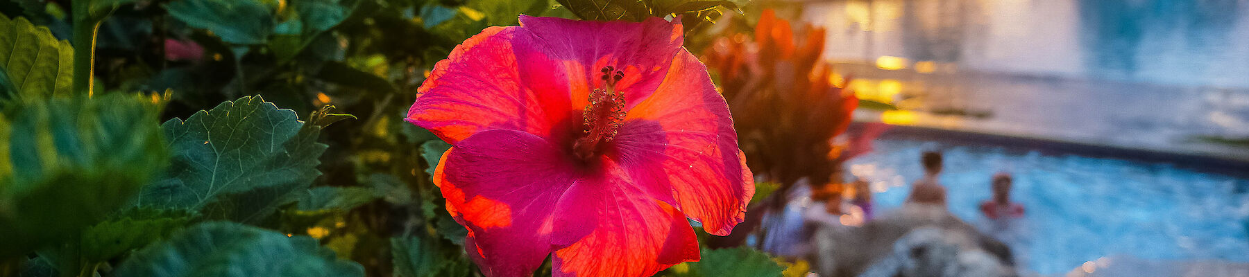 A vibrant pink flower is in focus with a tropical resort pool, palm trees, and a sunset in the background.