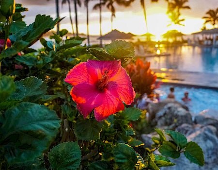 A vibrant pink flower is in focus with a tropical resort pool, palm trees, and a sunset in the background.