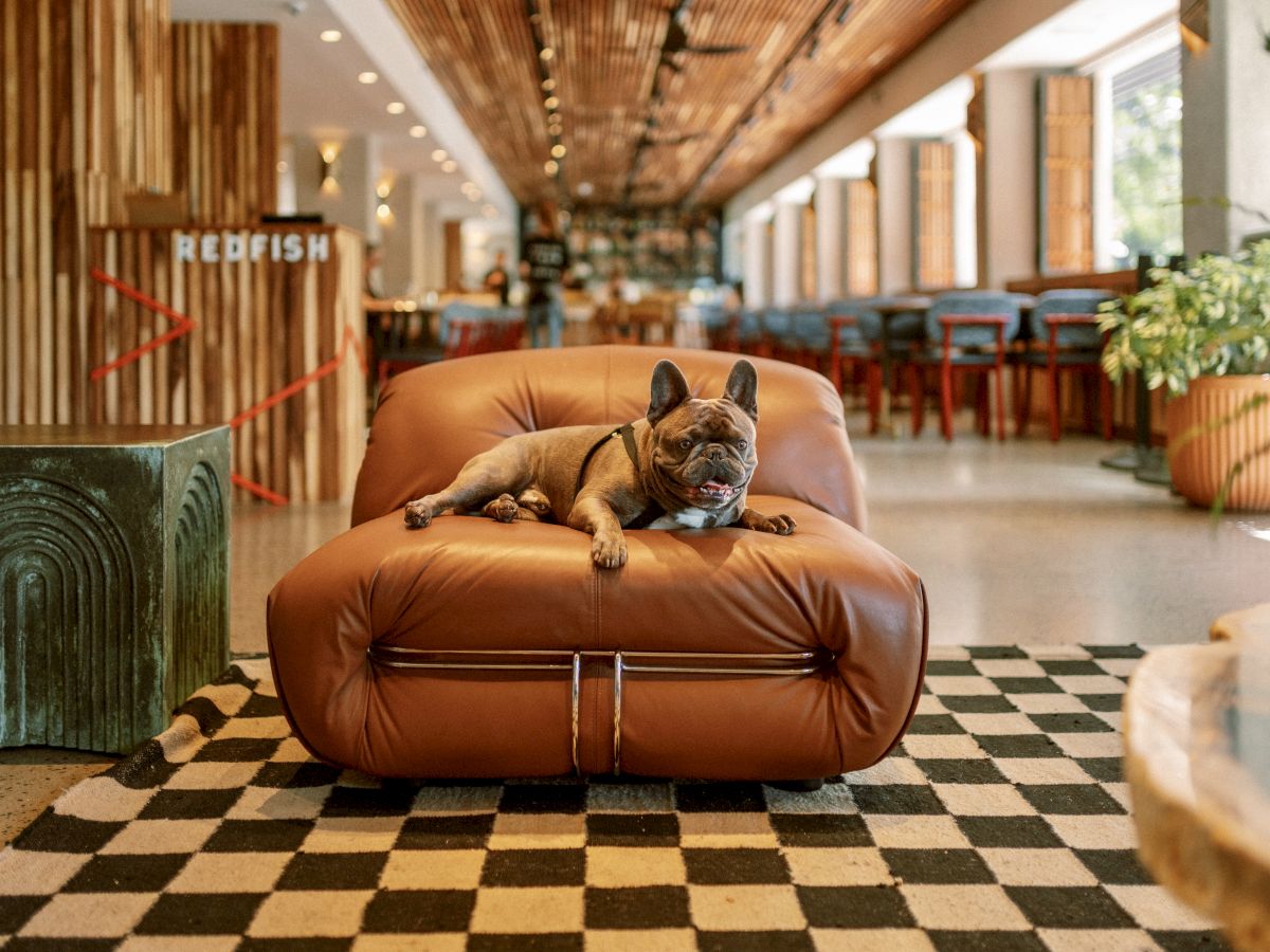 A French bulldog resting on a brown chair in a stylish, modern room with wooden and green decor elements.