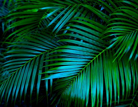 The image shows vibrant green and blue tropical palm leaves with long, slender fronds overlapping each other, creating a lush, dense pattern.