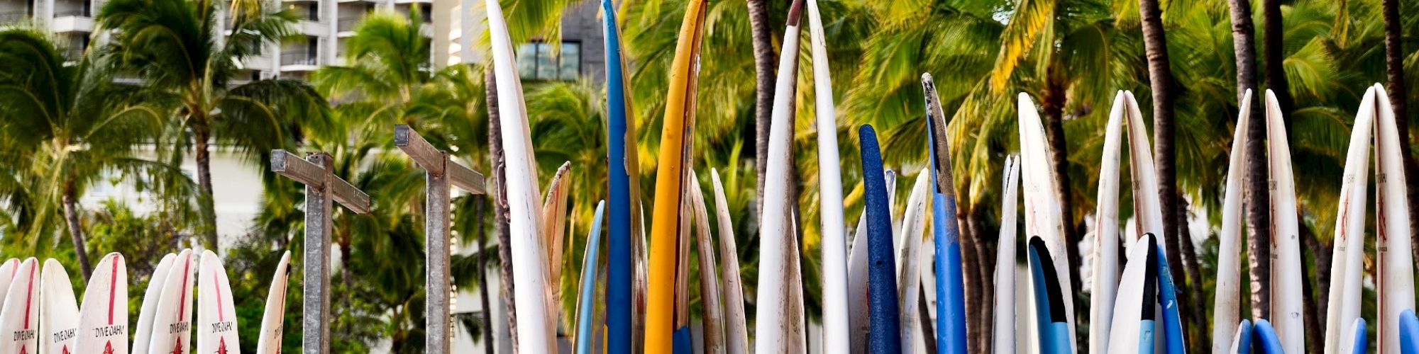 A row of colorful surfboards are standing upright in front of palm trees, with a hotel building visible in the background.