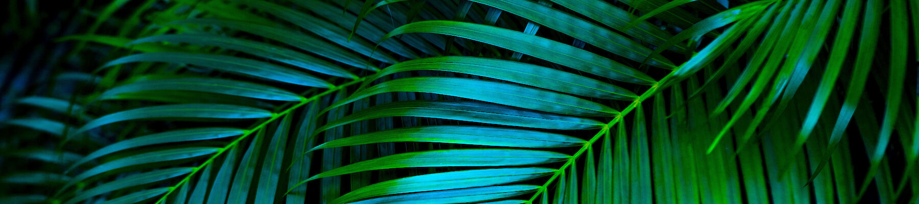 The image shows vibrant green and blue tropical palm leaves with long, slender fronds overlapping each other, creating a lush, dense pattern.