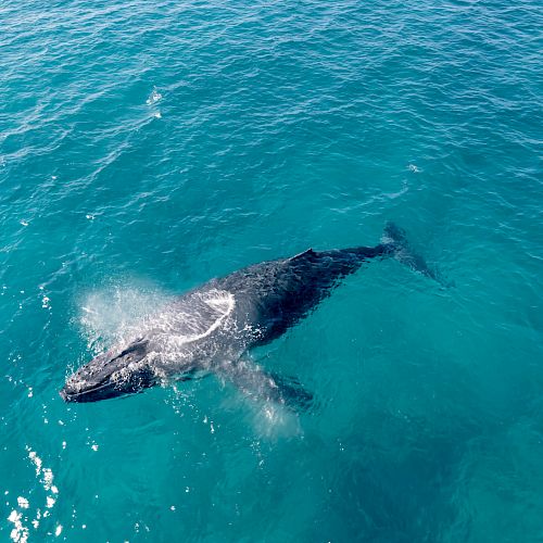 A humpback whale surfaces in bright blue ocean, its back and spray breaking the water.