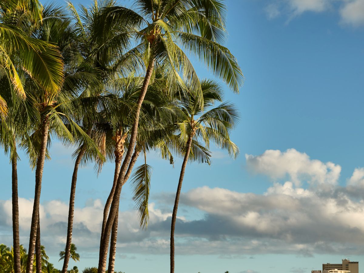 Sunny beach scene with tall palm trees, people relaxing by the water, and a cloudy blue sky over the shoreline.